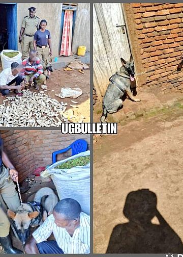 Bugiri: Police sniffer dog leads to arrest of suspects involved in coffee theft